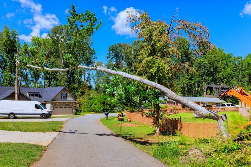 Cost of Dead Tree Removal in Rockford, MI