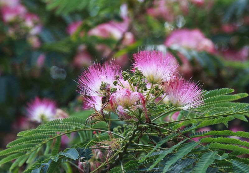 Mimosa Tree Removal