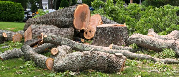 Large Tree Removal in Rockford