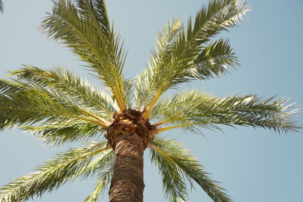 Palm Tree Removal in Rockford