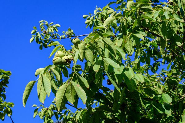 Walnut Tree Removal in Rockford