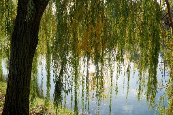 Willow Tree Removal in Rockford