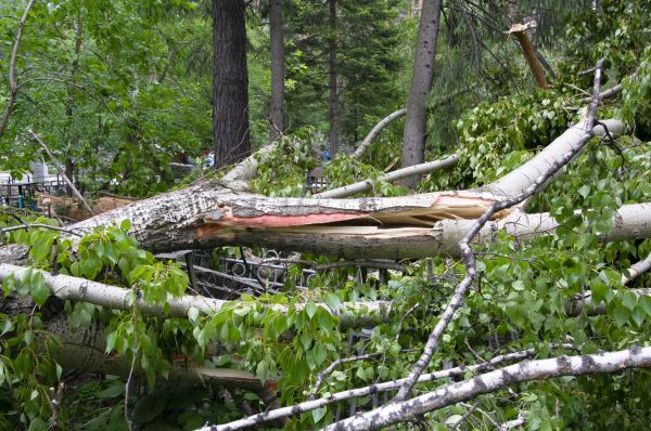 Cost of Birch Tree Removal in Rockford