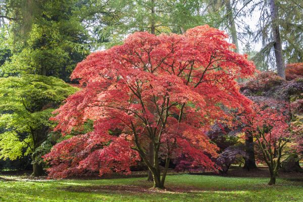 Maple Tree Removal in Rockford