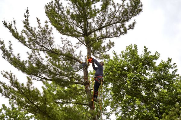 Pine Tree Removal in Rockford