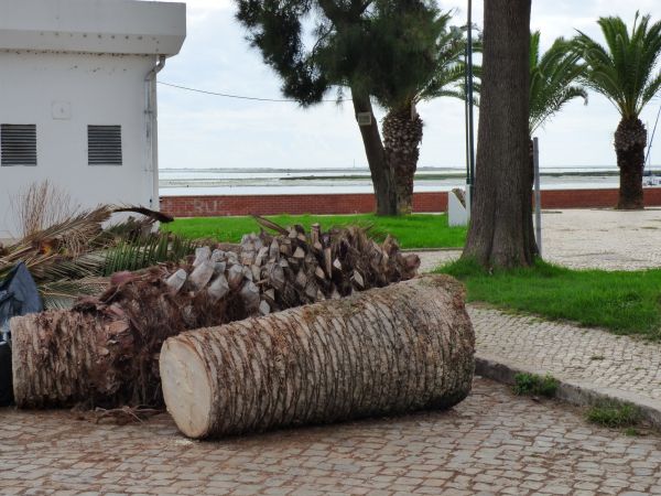 Palm Trees Removal in Rockford