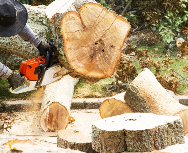 Tree Removal Service in Rockford