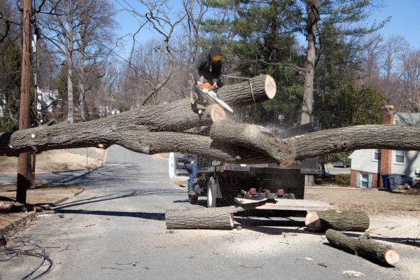 Residential Tree Removal in Rockford
