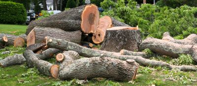 Cypress Tree Removal