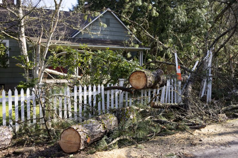 Dogwood Tree Removal