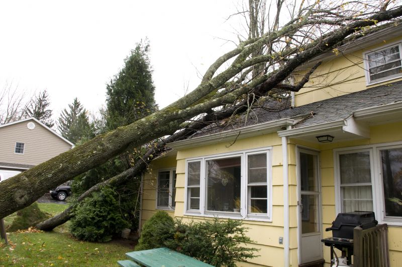 Storm-affected Tree