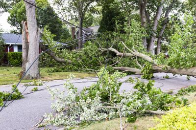 Fallen Tree Removal