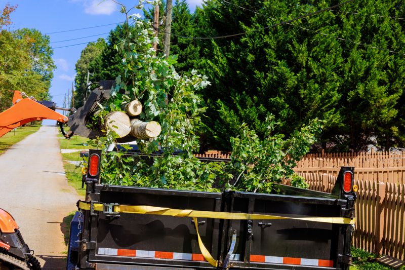 Spruce Tree Removal