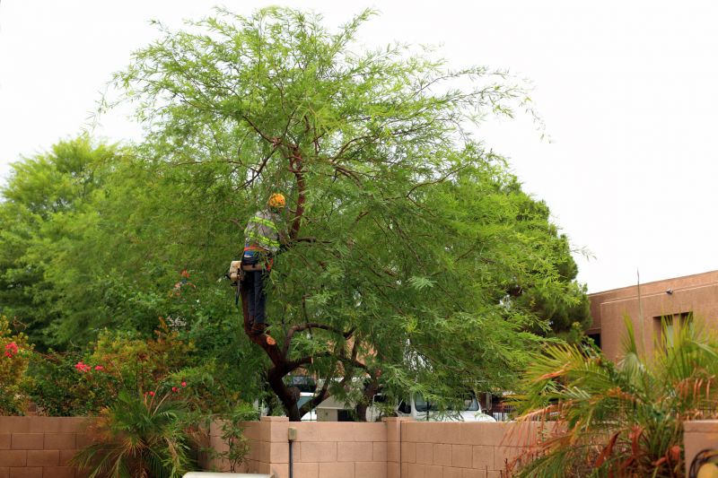 Tree Removal in Progress