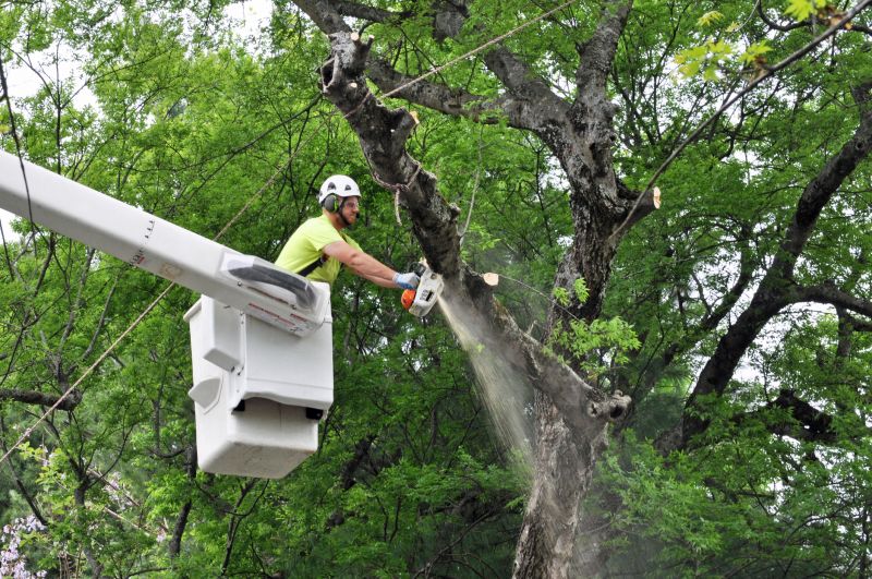 Before and After Tree Removal