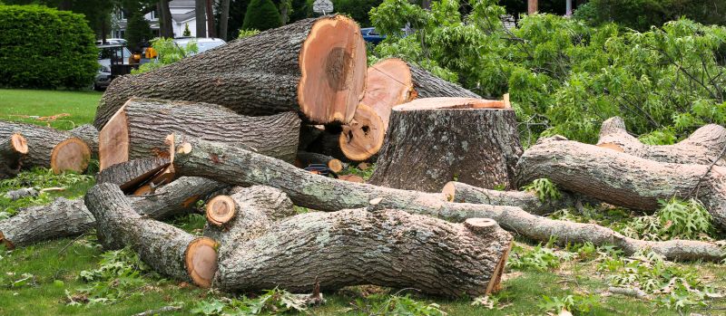 Spring Tree Cutting