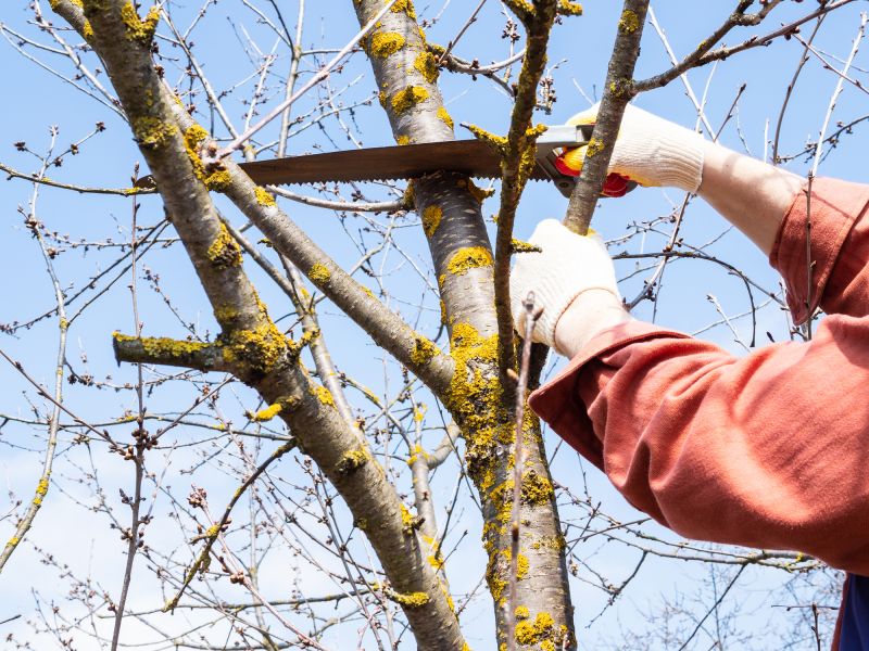 Summer Tree Work