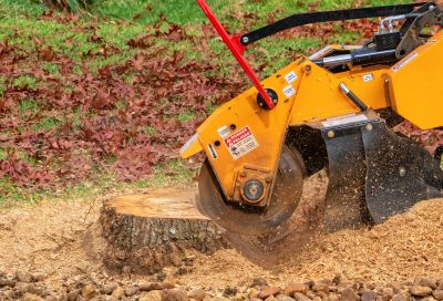 Stump Grinding and Cleanup